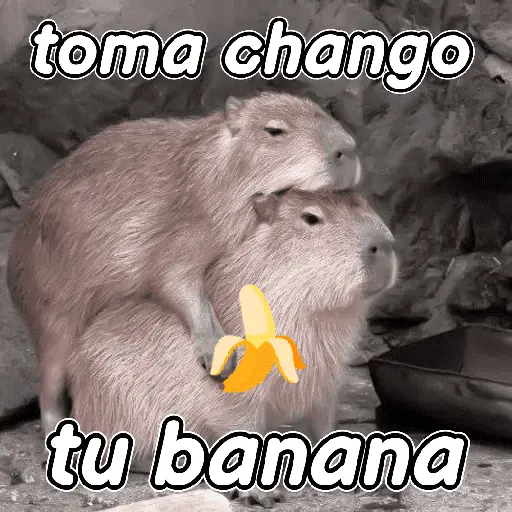 capibara 😎