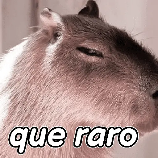 capibara 😎
