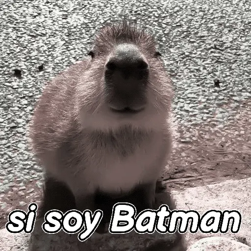capibara 😎