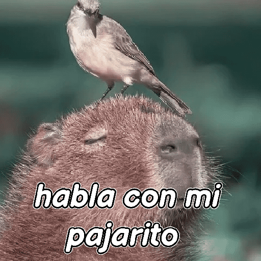 capibara 😎 preview
