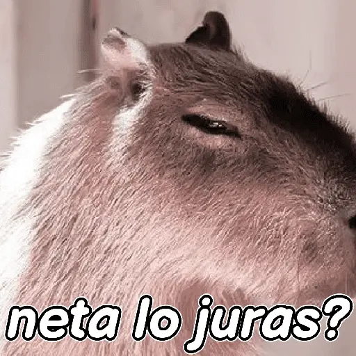 capibara 😎