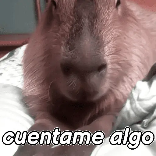 capibara 😎