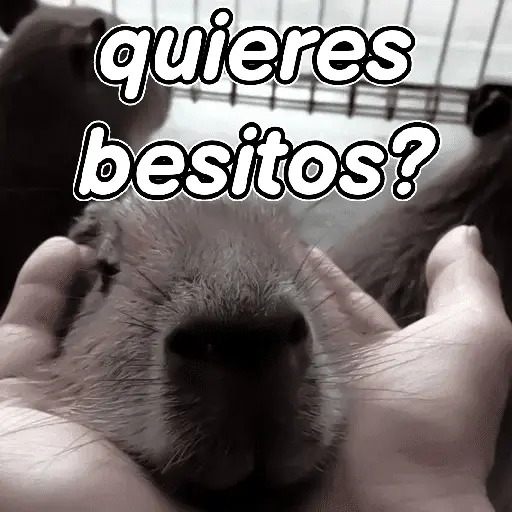capibara 😎