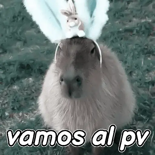 capibara 😎