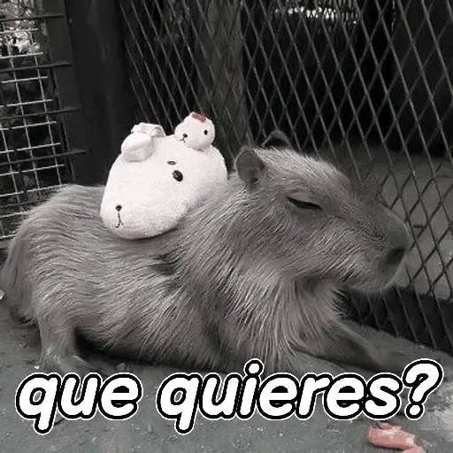 capibara 😎