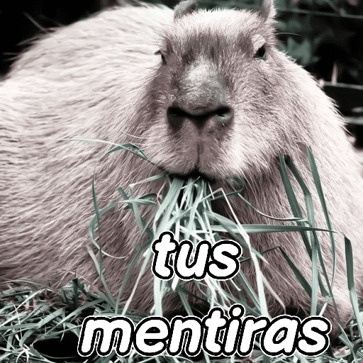 capibara 😎 preview