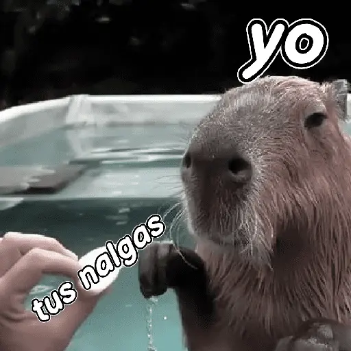 capibara 😎