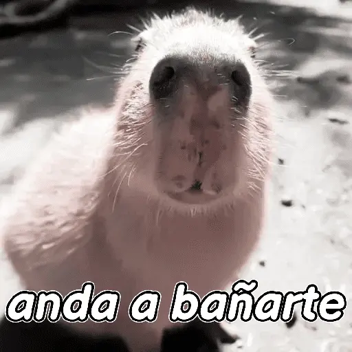 capibara 😎