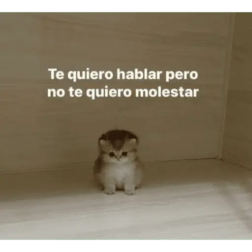 Memes nuevos