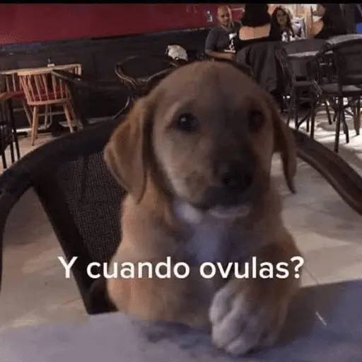Memes nuevos