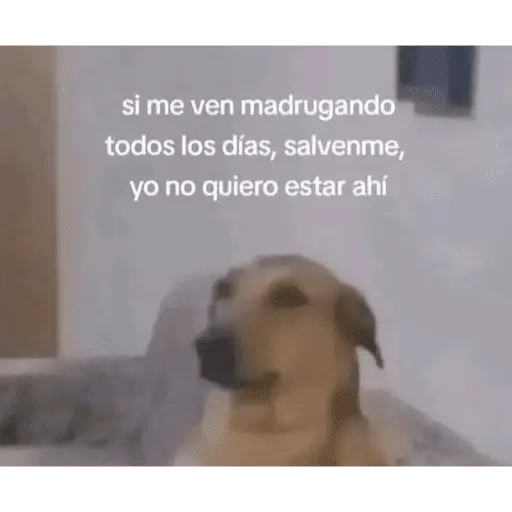 Memes nuevos