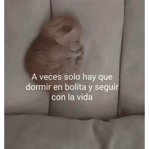Memes nuevos