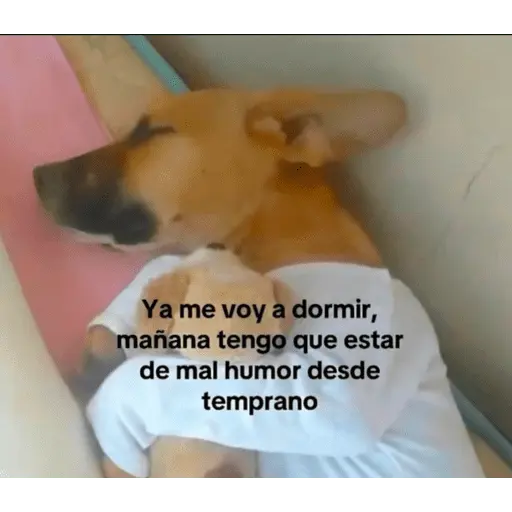 Memes nuevos