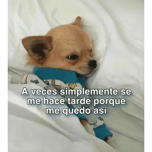 Memes nuevos