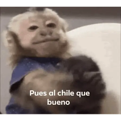 Memes nuevos