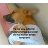 Memes nuevos