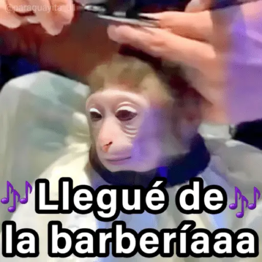 🐵🌴🙊 MONOS 🙊🌴🐵