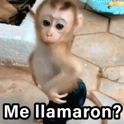 🐵🌴🙊 MONOS 🙊🌴🐵