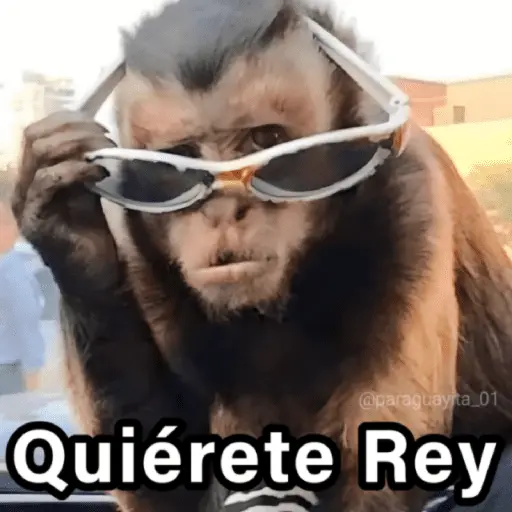 🐵🌴🙊 MONOS 🙊🌴🐵