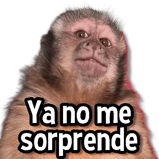 Memes Más Usados #3😎