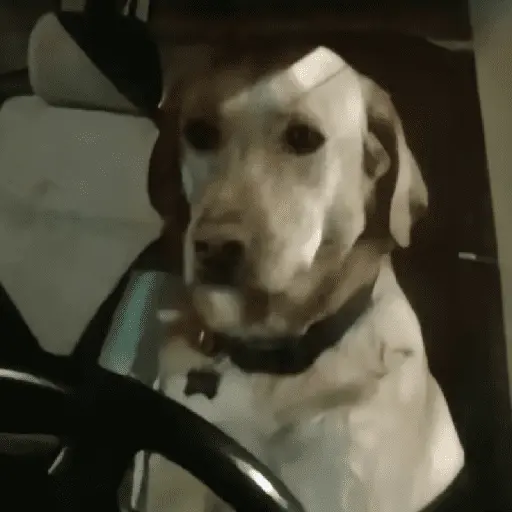 🥲🪾😭 TRISTE | SAD 🥲🪾😭