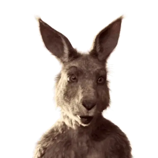 Team Canguro Viral TikTok 🦘📸