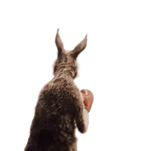 Team Canguro Viral TikTok 🦘📸