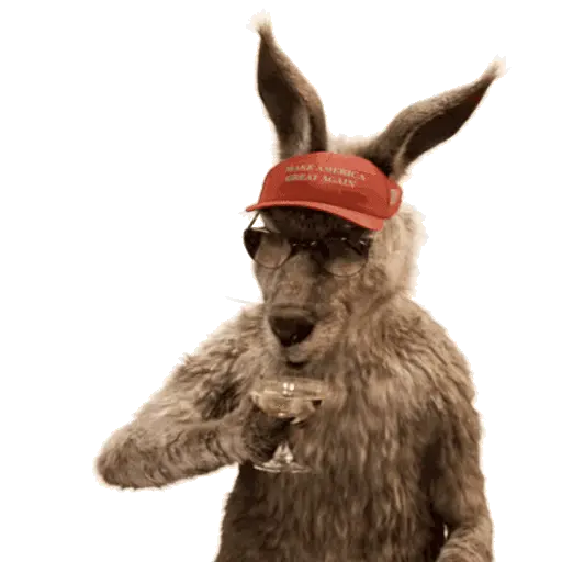 Team Canguro Viral TikTok 🦘📸