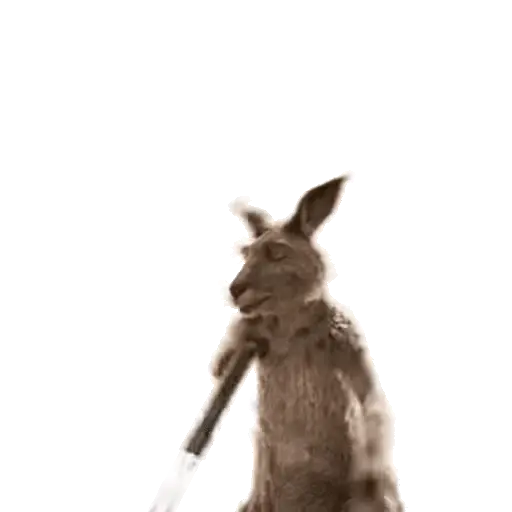 Team Canguro Viral TikTok 🦘📸 preview