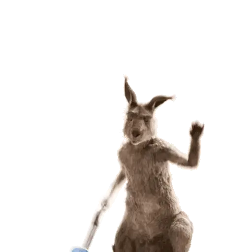 Team Canguro Viral TikTok 🦘📸