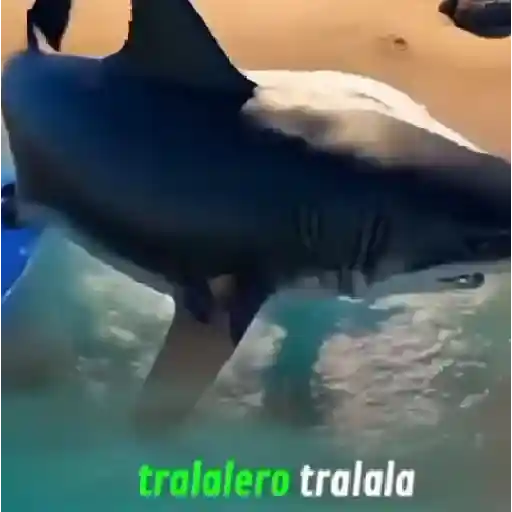 tralalerotralala🗣🔥