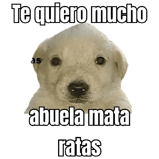 abuelita sicaria 🤑