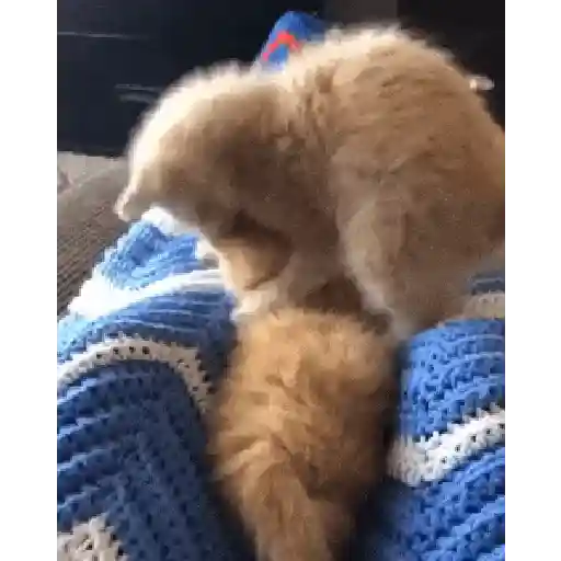 Cariñositos Bonitos 😻😻