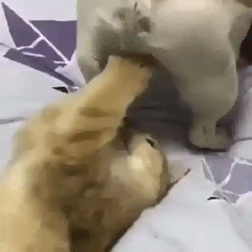 Cariñositos Bonitos 😻😻