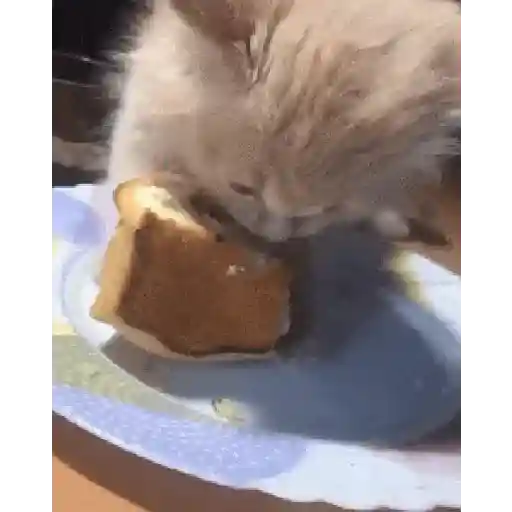 Cariñositos Bonitos 😻😻