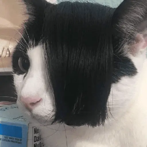 Gatinhos memes