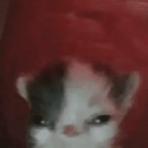 Gatinhos memes