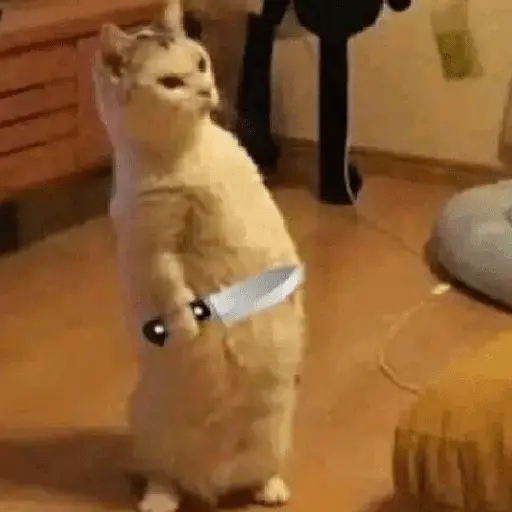 Gatinhos memes