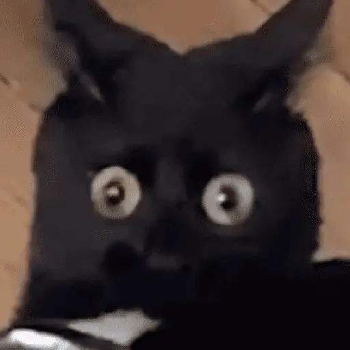 Gatinhos memes