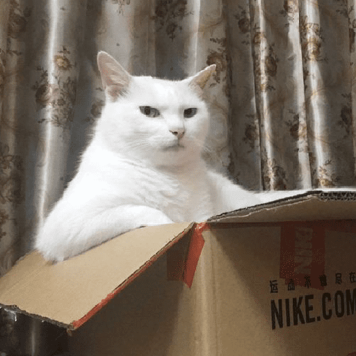 Gatinhos memes preview