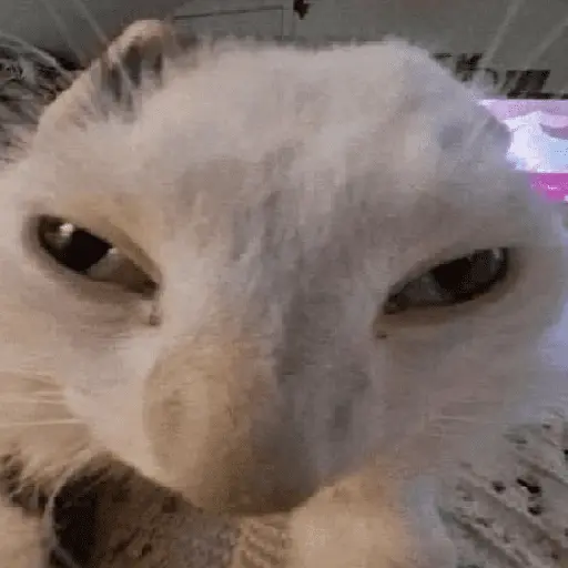 Gatinhos memes