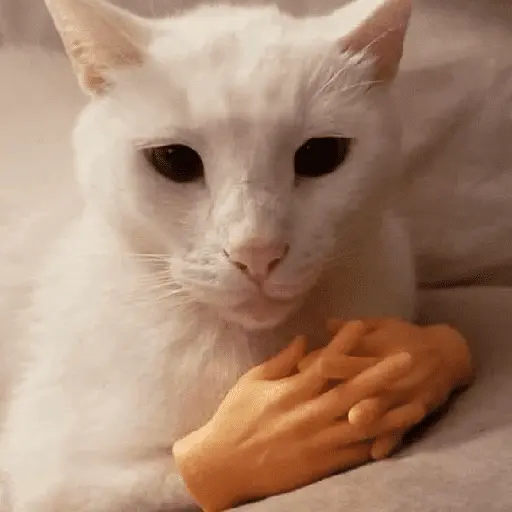 Gatinhos memes