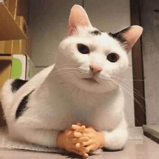 Gatinhos memes preview