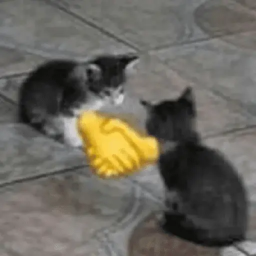 Gatinhos memes