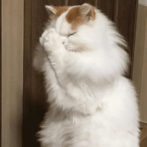 Gatinhos memes