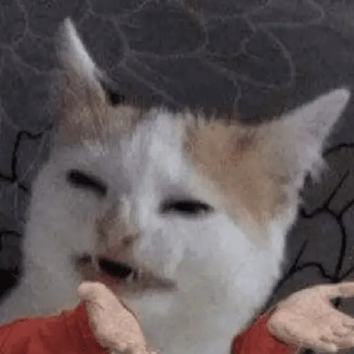 Gatinhos memes