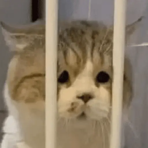Gatinhos memes