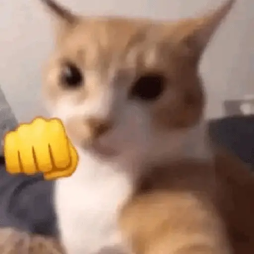 Gatinhos memes