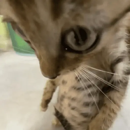 Gatinhos memes
