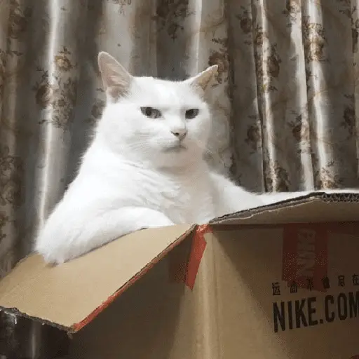 Gatinhos memes
